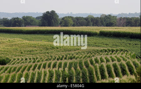 Dubuque, IOWA, USA. 20. Juli 2014. Nach Iowa Landwirtschaftsminister Bill Northey war Neunundfünfzig Prozent der Maisanbauflächen im Staat Edelstahlrohr, 11 Tage vor letztes Jahr und 2 Tage vor der fünf-Jahres-Durchschnitt. 77 Prozent der Maisernte berichtete in einem guten bis sehr guten Zustand. Blühende zeigte sich in 67 Prozent der Soja-Anbaufläche, mehr als das Doppelte der Prozent im vergangenen Jahr. © Kevin E. Schmidt/ZUMA Draht/Alamy Live-Nachrichten Stockfoto