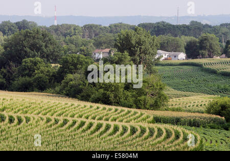 Dubuque, IOWA, USA. 20. Juli 2014. Nach Iowa Landwirtschaftsminister Bill Northey war Neunundfünfzig Prozent der Maisanbauflächen im Staat Edelstahlrohr, 11 Tage vor letztes Jahr und 2 Tage vor der fünf-Jahres-Durchschnitt. 77 Prozent der Maisernte berichtete in einem guten bis sehr guten Zustand. Blühende zeigte sich in 67 Prozent der Soja-Anbaufläche, mehr als das Doppelte der Prozent im vergangenen Jahr. © Kevin E. Schmidt/ZUMA Draht/Alamy Live-Nachrichten Stockfoto