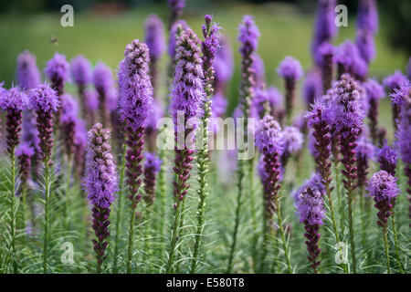 Blazing Star lila Blüten Liatris spicata Stockfoto