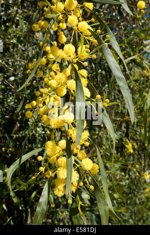 Coojong (Acacia Cyanophylla), Algarve, Portugal Stockfoto