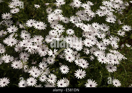 Kap-Marguerite (Osteospermum Ecklonis), Algarve, Portugal Stockfoto