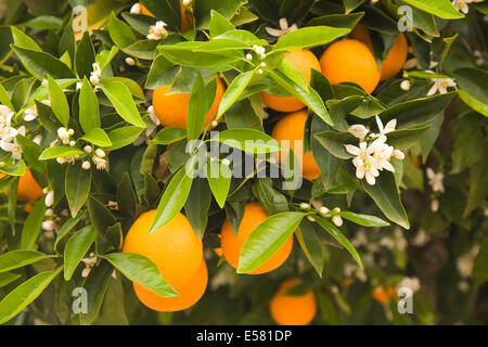 Orangenbaum mit Blumen und Früchten, Algarve, Portugal Stockfoto
