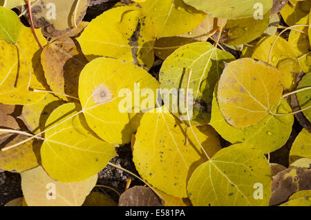 gefallene gelbe und braune Aspen Blätter auf dem Boden Stockfoto