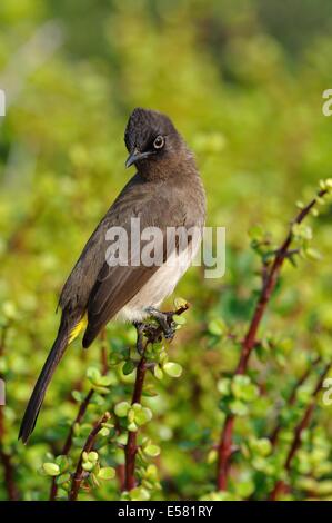 Kap-Bülbül (Pycnonotus Capensis) auf einem Spekboom-Baum (Portulacaria Afra), Addo Nationalpark, Eastern Cape, Südafrika, Afrika Stockfoto