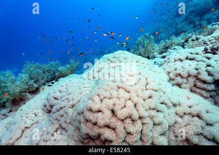 Große Traube Koralle (Plerogyra Sinuosa) auf steilen Drop, Insel Zarbagad, Ägypten, Rotes Meer Stockfoto