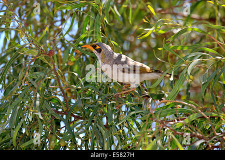 Schwarz-eared Bergmann (Manorina Melanotis) in einem Baum, Erwachsener, South Australia, Australien Stockfoto