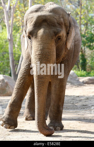 Asiatischer Elefant (Elephas Maximus), captive, Zoo, Berlin, Deutschland Stockfoto