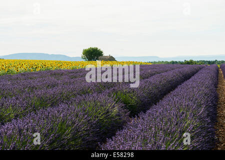Lavendel und Feld von Sonnenblumen in Valensole, Plateau de Valensole, Departement Alpes-de-Haute-Provence, Provence, Frankreich Stockfoto