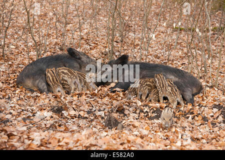 Wildschweine (Sus Scrofa), sät zwei mit säugende Ferkel, Gefangenschaft, North Rhine-Westphalia, Germany Stockfoto