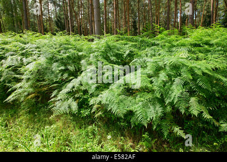 Adlerfarn (Pteridium Aquilinum), wächst in Hülle und Fülle, Barnbruch Naturschutzgebiet, Niedersachsen, Deutschland Stockfoto