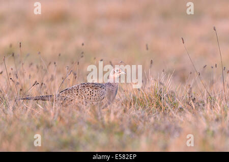 Fasan (Phasianus Colchicus), Fasan Henne auf einer Wiese im Herbst, Provinz Kujawien-Pommern, Polen Stockfoto