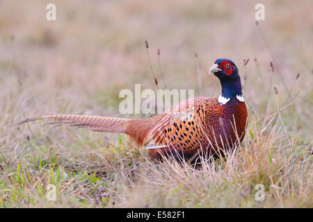 Fasan (Phasianus Colchicus) auf einer Wiese im Herbst, Provinz Kujawien-Pommern, Polen Stockfoto