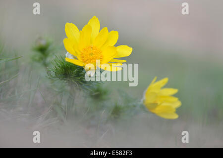 Fasan &#39; s Auge (Adonis Vernalis), Sachsen-Anhalt, Deutschland Stockfoto