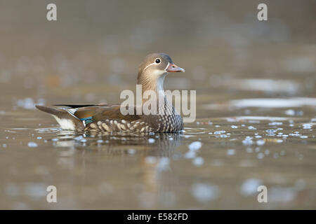 Mandarinente (Aix Galericulata), Weiblich, Sachsen, Deutschland Stockfoto