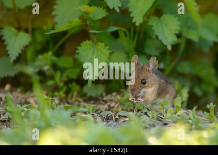 Waldmaus (Apodemus Sylvaticus) ernähren sich von Samen, Sauerland, Nordrhein-Westfalen, Deutschland Stockfoto