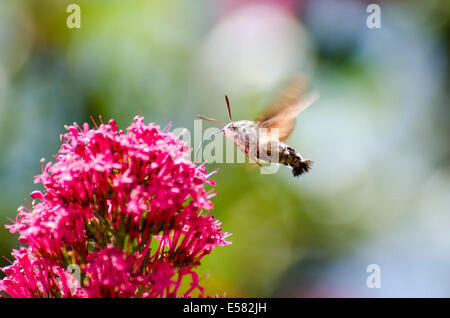 Kolibri Hawk-Moth (Macroglossum Stellatarum) Stockfoto