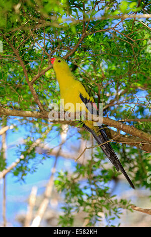 Bergsittich (Polytelis Anthopeplus), Männchen, thront auf einem Baum, Fütterung, South Australia, Australien Stockfoto