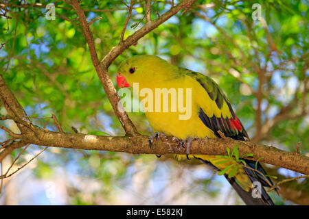 Bergsittich (Polytelis Anthopeplus), Männchen, thront auf einem Baum, South Australia, Australien Stockfoto