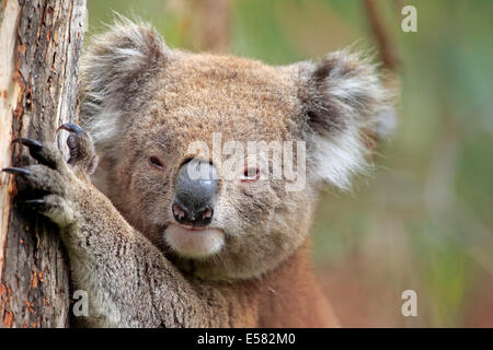 Koala (Phascolarctos Cinereus), Erwachsene auf Baum, Victoria, Australien Stockfoto