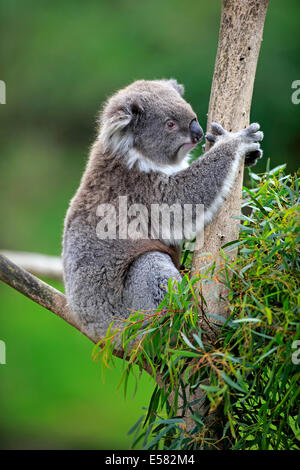 Koala (Phascolarctos Cinereus), Erwachsene auf Baum, Victoria, Australien Stockfoto