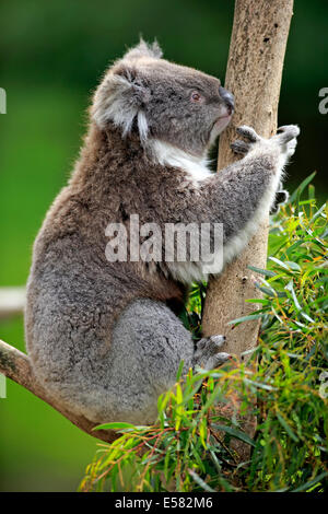 Koala (Phascolarctos Cinereus), Erwachsene auf Baum, Victoria, Australien Stockfoto