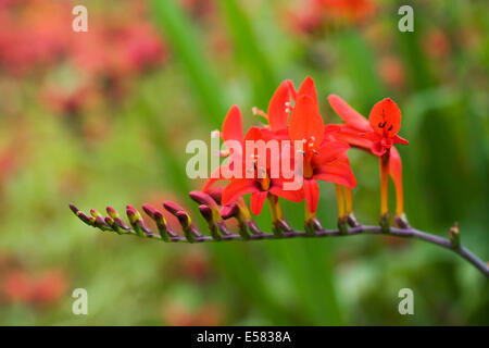 Crocosmia 'Luzifer' Blumen in einem krautigen Grenze. Stockfoto