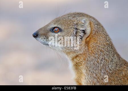 Gelbe Mungo (Cynictis Penicillata), Kgalagadi Transfrontier Park, Northern Cape, Südafrika, Afrika Stockfoto