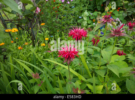 Schöne heiße rosa Blüten der Goldmelisse (Monarda) Pflanzen, die wachsen in einem Garten mit Calendula-Blüten im Sommer. Stockfoto