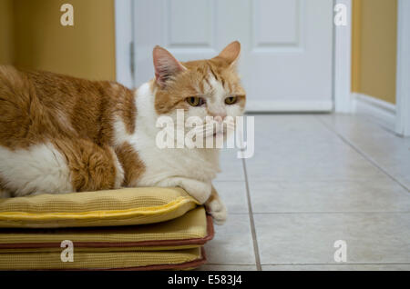Orange-weiße Tabby Katze auf Kissen im Flur zu Hause, entspannen oder warten, schauen besorgt, gelangweilt oder genervt. Stockfoto