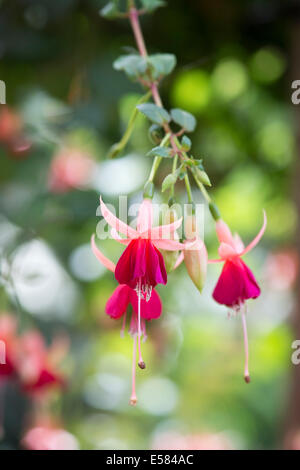 Fuchsia Laura Blumen Stockfoto