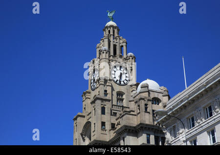 Die legendären Royal Liver Building, eines der drei Grazien, die Linie Liverpools UNESCO aufgeführt am Wasser, im NW England, UK Stockfoto