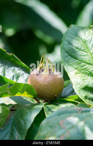 Canescens Germanica. Mispel. Nottingham-Obst Stockfoto