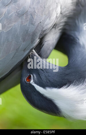 Demoiselle Kran (Anthropoides Virgo). Vogel unter Flügel und Brest Federn putzen. Stockfoto