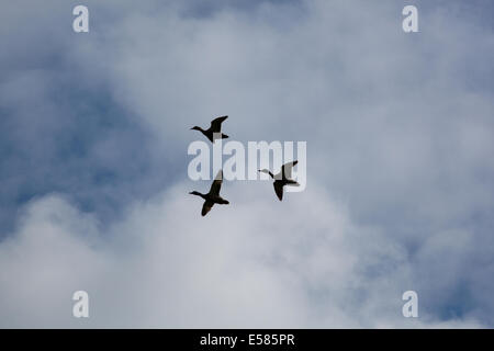 Stockente Enten (Anas Platyrhynchos).  "Drei Vogelflug". Partnerwahl durch führende weibliche Ente ist sie wahrscheinlich an einem pre Stockfoto