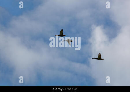 Stockente Enten (Anas Platyrhynchos).  "Drei Vogelflug". Paaren Sie Auswahl von führenden weibliche Ente.  Sie wird voraussichtlich ein p zeigen Stockfoto