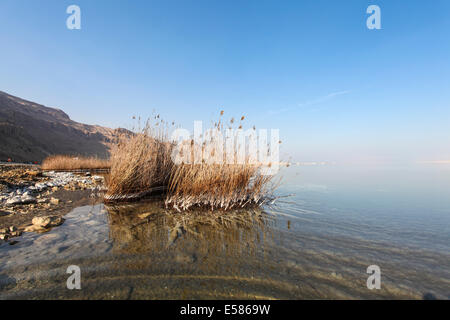 Israel, Totes Meer Salz Crystalization verursacht durch Wasserverdunstung Stockfoto