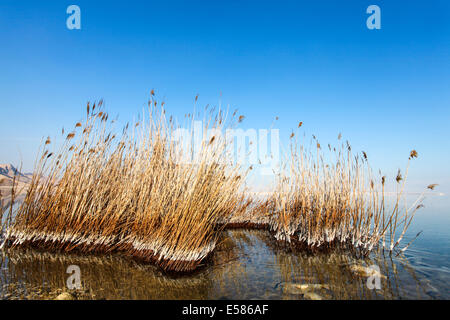 Israel, Totes Meer Salz Crystalization verursacht durch Wasserverdunstung Stockfoto