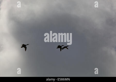 Stockente Enten (Anas Platyrhynchos).  "Drei Vogelflug". Paaren Sie Auswahl von führenden weibliche Ente. Stockfoto