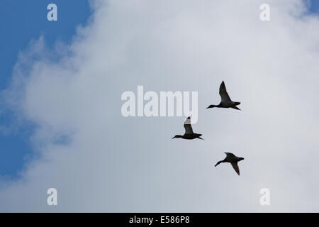 Stockente Enten (Anas Platyrhynchos). "Drei Vogelflug". Paaren Sie Auswahl von führenden weibliche Ente. Sie wählt eine Drake. Stockfoto