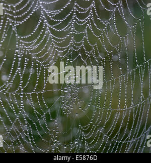 Spinnennetz mit Morgentau. Stockfoto