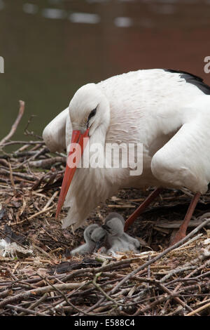 Weißstorch (Ciconia Ciconia). Eltern-Vogel über zu Sqat nach unten und Brut ihr kürzlich geschlüpften Küken. Stockfoto