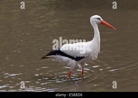 Weißstorch (Ciconia Ciconia). Im seichten Wasser waten. Stockfoto