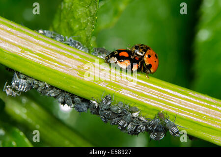 Zwei Marienkäfer Coccinella Septempunctata Paarung Stockfoto