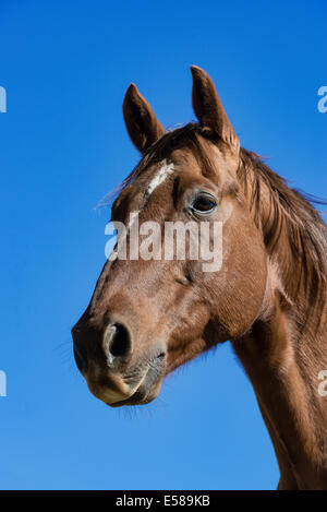 Porträt eines Pferdes. Stockfoto