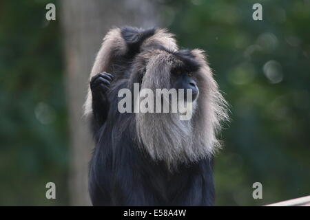 Nahaufnahme eines Bartaffe oder Wanderoos (Macaca Silenus) Pflege Stockfoto