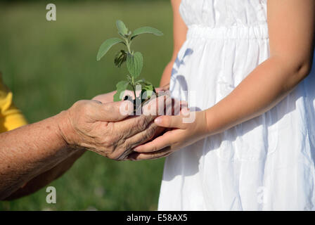 Großmutter und Enkelin eine Pflanze zusammenhalten Stockfoto