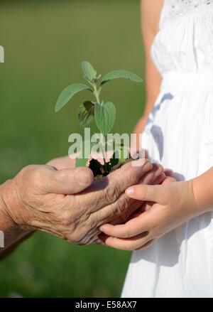 Großmutter und Enkelin eine Pflanze zusammenhalten Stockfoto