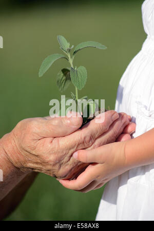 Großmutter und Enkelin eine Pflanze zusammenhalten Stockfoto