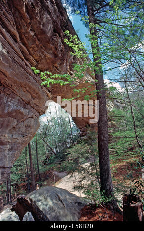 Zwei Bögen, Big South Fork National River und Recreation Area, Tennessee Stockfoto