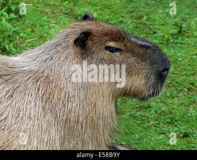 Nahaufnahme des Kopfes von einem Reifen männlichen Wasserschwein (Hydrochoerus Hydrochaeris) Stockfoto